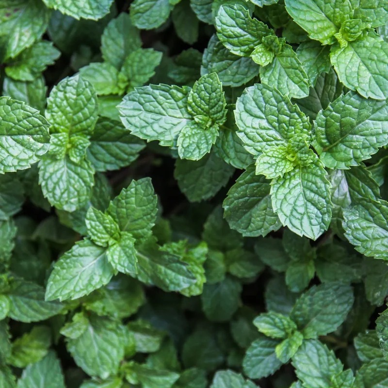 Apple Mint Herb, Apple Mint Plants Live, Apple Mint Live Plant, Live Apple Mint Plant, Apple Mint Plants Live Indoors Outdoors, Fresh Herb Mint Plant, Potted Mint