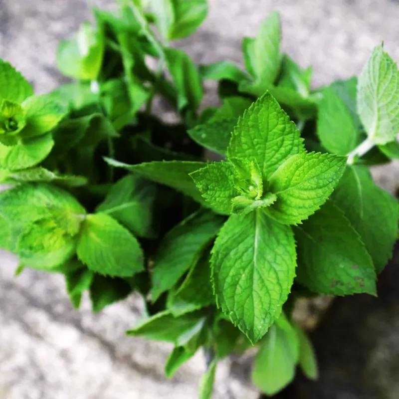 Apple Mint Herb, Apple Mint Plants Live, Apple Mint Live Plant, Live Apple Mint Plant, Apple Mint Plants Live Indoors Outdoors, Fresh Herb Mint Plant, Potted Mint