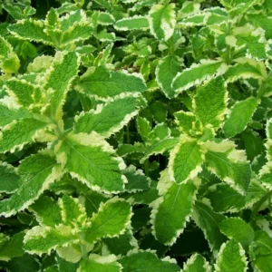 Pineapple Mint Plants Live Indoors Outdoors, Mint Plant Seeds, Mint Plant Variegated Pineapple Mint, Fresh Herb Mint Plant, Potted Mint