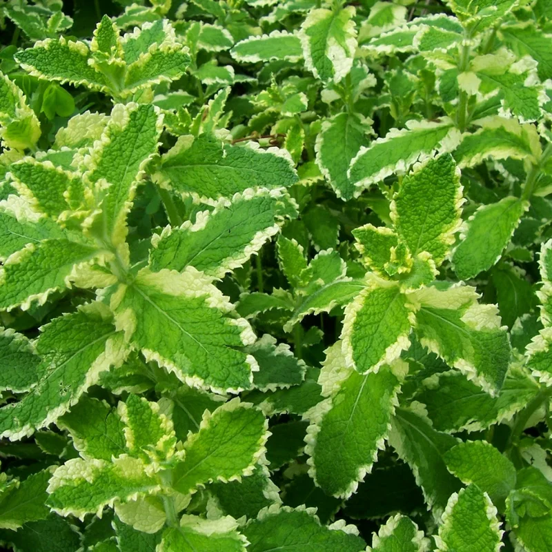 Pineapple Mint Plants Live Indoors Outdoors, Mint Plant Seeds, Mint Plant Variegated Pineapple Mint, Fresh Herb Mint Plant, Potted Mint
