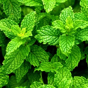 Strawberry Mint Plants Live Indoors Outdoors, Herb Plants Live In Pot, Fresh Herb Mint Plant, Potted Mint