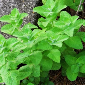 Apple Mint Herb, Apple Mint Plants Live, Apple Mint Live Plant, Live Apple Mint Plant, Apple Mint Plants Live Indoors Outdoors, Fresh Herb Mint Plant, Potted Mint
