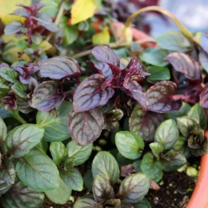 Chocolate Mint Plants Live Indoors Outdoors, Chocolate Mint Live Plant Fresh Herb Mint Plant, Chocolate Mint Plant, Fresh Herb Mint Plant, Potted Mint