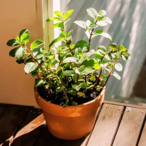 Chocolate Mint Plants Live Indoors Outdoors, Chocolate Mint Live Plant Fresh Herb Mint Plant, Chocolate Mint Plant, Fresh Herb Mint Plant, Potted Mint