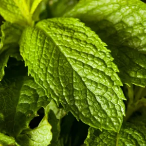 Strawberry Mint Plants Live Indoors Outdoors, Herb Plants Live In Pot, Fresh Herb Mint Plant, Potted Mint