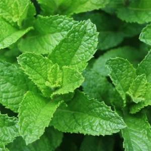 Peppermint Mint Plants Live Indoors Outdoors, Fresh Herb Mint Plant, Live Peppermint Plant, Peppermint Plants For Outside Inside, Potted Mint