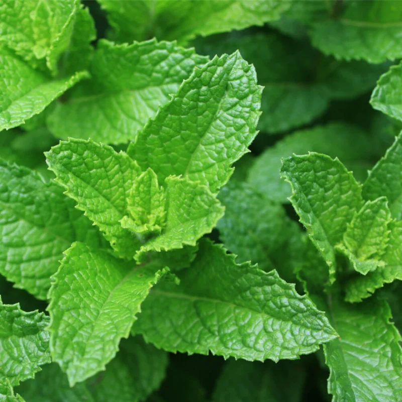 Peppermint Mint Plants Live Indoors Outdoors, Fresh Herb Mint Plant, Live Peppermint Plant, Peppermint Plants For Outside Inside, Potted Mint
