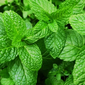 Strawberry Mint Plants Live Indoors Outdoors, Herb Plants Live In Pot, Fresh Herb Mint Plant, Potted Mint