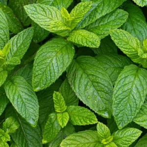 Strawberry Mint Plants Live Indoors Outdoors, Herb Plants Live In Pot, Fresh Herb Mint Plant, Potted Mint