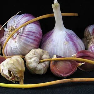Garlic Bulbs For Planting, Seed Garlic Bulbs, 1 Pound - Purple Garlic