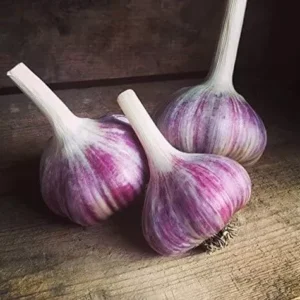 Garlic Bulbs For Planting, Seed Garlic Bulbs, 1 Pound - Purple Garlic