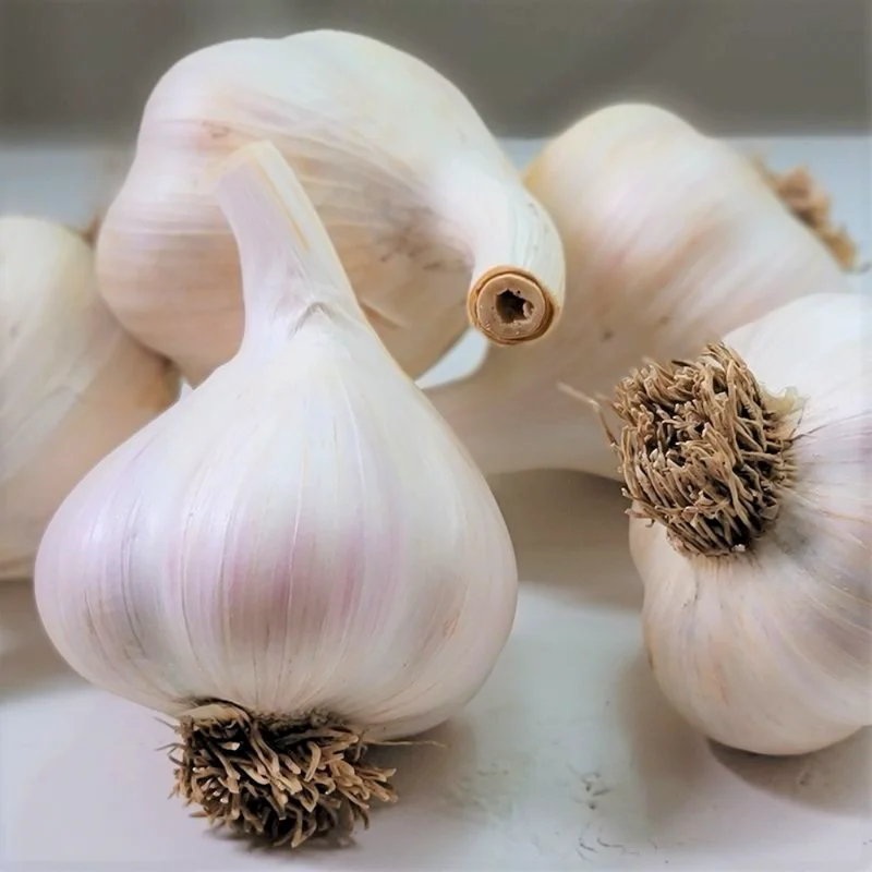 Garlic Bulbs For Planting, Seed Garlic Bulbs, 4 Bulbs - White Garlic