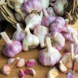 Garlic Bulbs For Planting, Seed Garlic Bulbs, 1 Pound - Red Chesnok Garlic