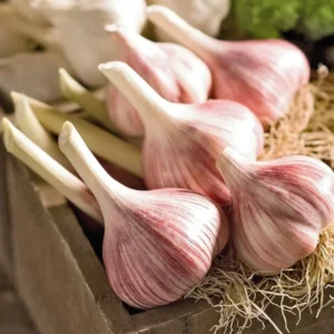 Garlic Bulbs For Planting, Seed Garlic Bulbs, 1 Pound - Red Chesnok Garlic