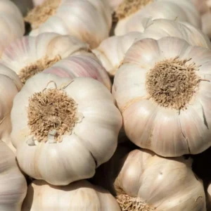 Garlic Bulbs For Planting, Seed Garlic Bulbs, 1 Pound - Music Garlic