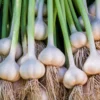 Garlic Bulbs For Planting, Seed Garlic Bulbs, 4 Bulbs - Polish Garlic