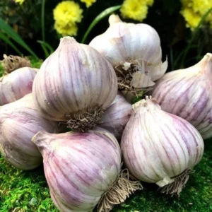 Garlic Bulbs For Planting, Seed Garlic Bulbs, 4 Bulbs - Purple Garlic