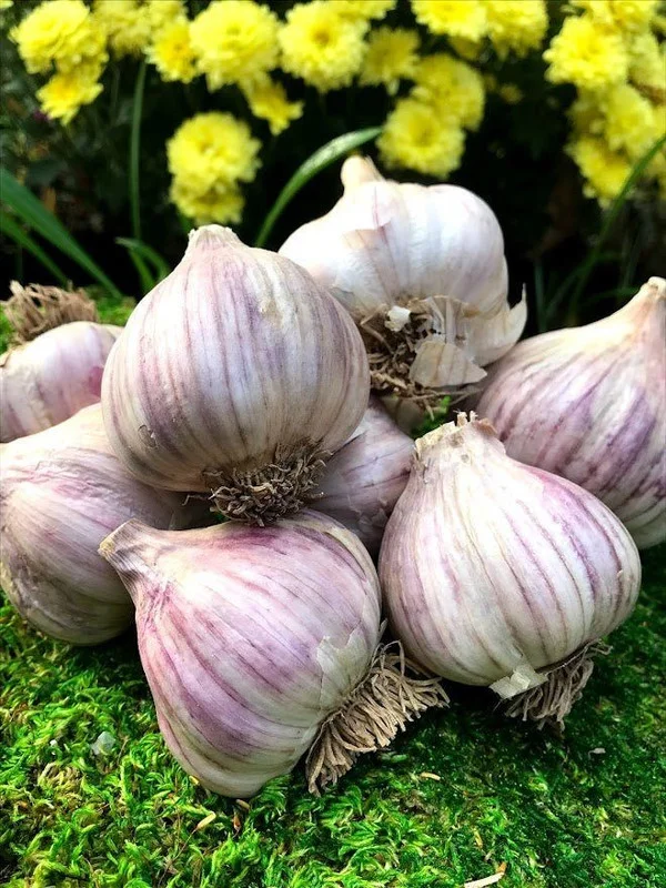 Garlic Bulbs For Planting, Seed Garlic Bulbs, 4 Bulbs - Purple Garlic
