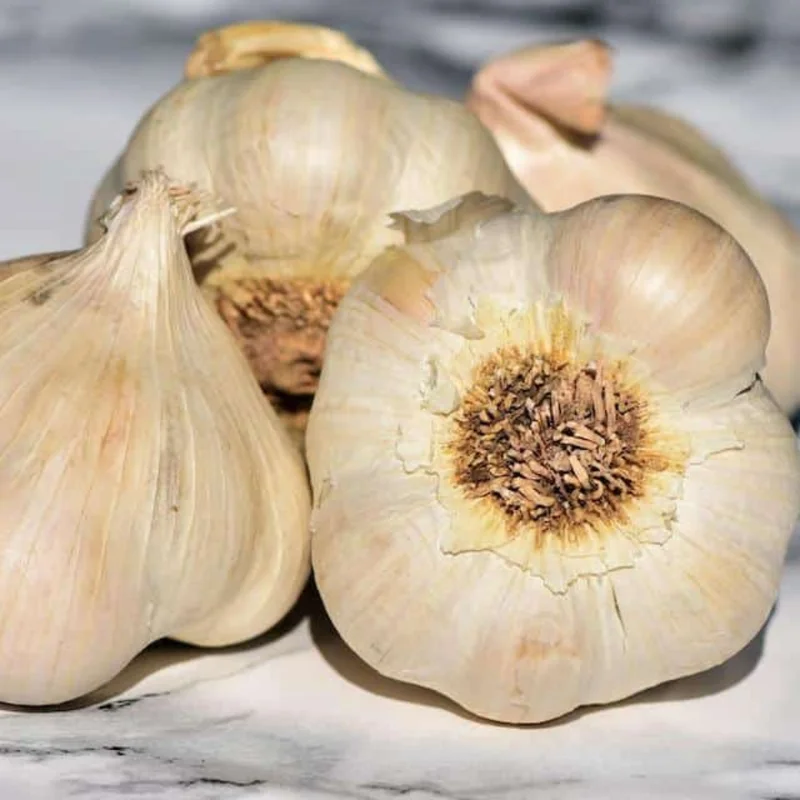 Garlic Bulbs For Planting, Seed Garlic Bulbs, 4 Bulbs - Music Garlic