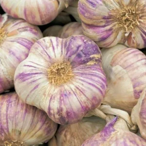 Garlic Bulbs For Planting, Seed Garlic Bulbs, 4 Bulbs - Purple Garlic