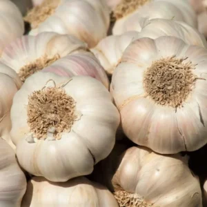 Garlic Bulbs For Planting, Seed Garlic Bulbs, 4 Bulbs - Music Garlic