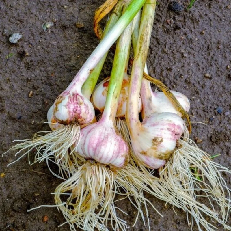 Garlic Bulbs For Planting, Seed Garlic Bulbs, 4 Bulbs - Polish Garlic