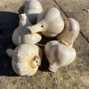 Garlic Bulbs For Planting, Seed Garlic Bulbs, 4 Bulbs - Polish Garlic