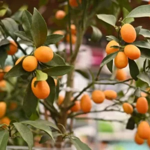 Grafted Live Kumquat Tree Live Plant, 2 Feet Tall, Gallon Pot, Can't Ship to CA, Meiwa Kumquat Plant