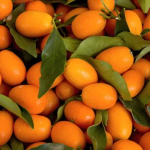 Grafted Live Kumquat Tree Live Plant, 2 Feet Tall, Gallon Pot, Can't Ship to CA, Meiwa Kumquat Plant