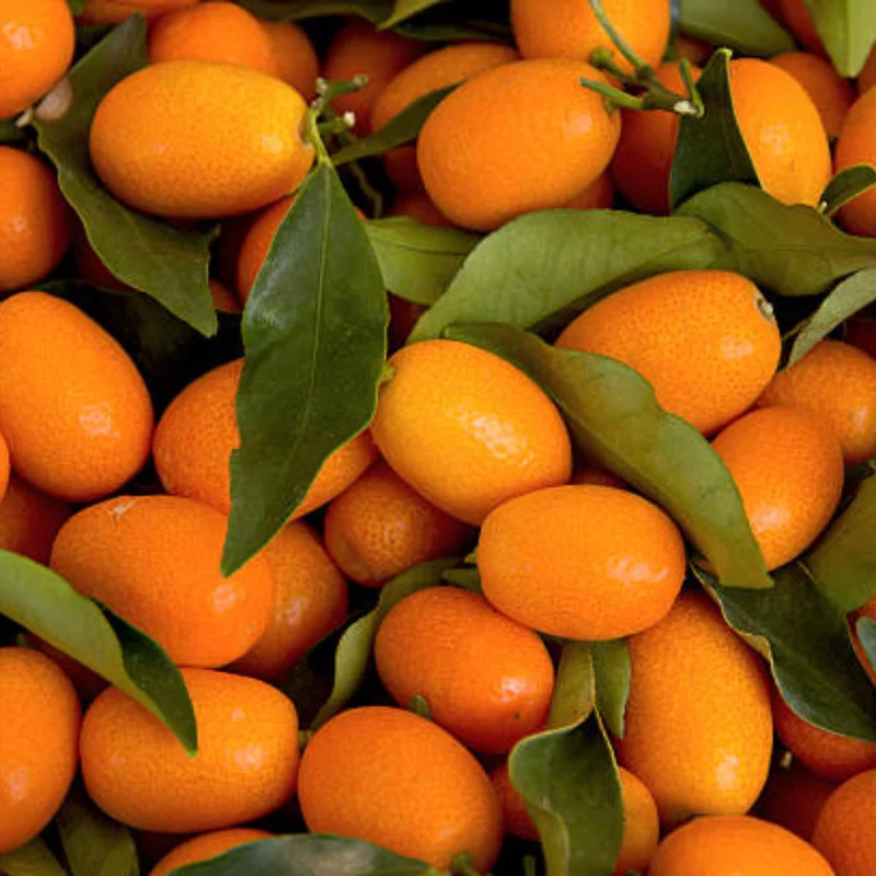 Grafted Live Kumquat Tree Live Plant, 2 Feet Tall, Gallon Pot, Can't Ship to CA, Meiwa Kumquat Plant