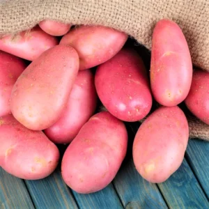 2 Pound Seed Potatoes, Potato Seeds For Planting, Seed Potatoes For Fall Spring Planting , Seed Potatoes For Planting, Potato Seeds, Red Potatoes