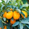 Grafted Live Kumquat Tree Live Plant, 2 Feet Tall, Gallon Pot, Can't Ship to CA, Nagami Kumquat Plant