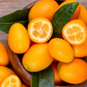 Grafted Live Kumquat Tree Live Plant, 2 Feet Tall, Gallon Pot, Can't Ship to CA, Meiwa Kumquat Plant