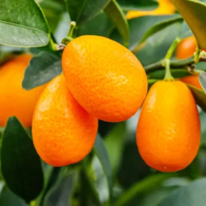 Grafted Live Kumquat Tree Live Plant, 2 Feet Tall, Gallon Pot, Can't Ship to CA, Meiwa Kumquat Plant