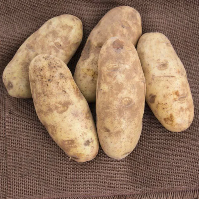 2 Pound Seed Potatoes, Potato Seeds For Planting, Seed Potatoes For Fall Spring Planting , Seed Potatoes For Planting, Potato Seeds, Russet Potatoes