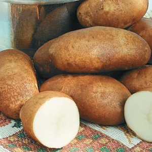 2 Pound Seed Potatoes, Potato Seeds For Planting, Seed Potatoes For Fall Spring Planting , Seed Potatoes For Planting, Potato Seeds, Russet Potatoes