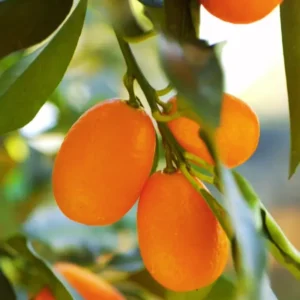 Grafted Live Kumquat Tree Live Plant, 2 Feet Tall, Gallon Pot, Can't Ship to CA, Nagami Kumquat Plant
