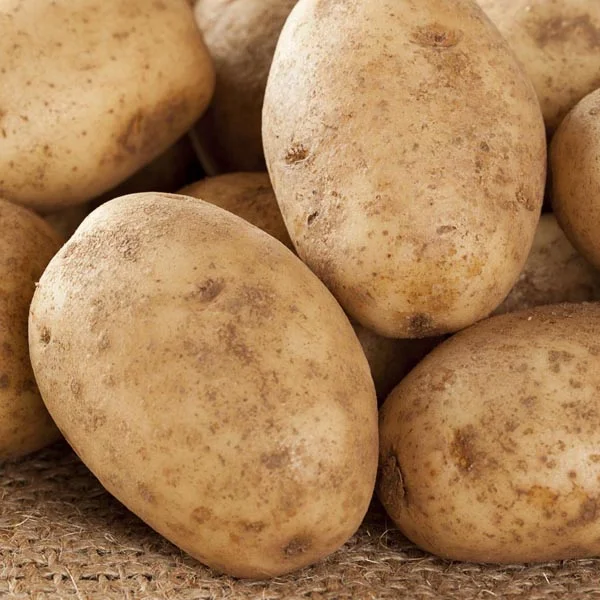 2 Pound Seed Potatoes, Potato Seeds For Planting, Seed Potatoes For Fall Spring Planting , Seed Potatoes For Planting, Potato Seeds, Russet Potatoes