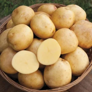 2 Pound Seed Potatoes, Potato Seeds For Planting, Seed Potatoes For Fall Spring Planting , Seed Potatoes For Planting, Potato Seeds, Yukon Potatoes