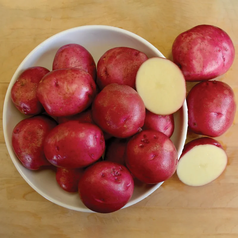 2 Pound Seed Potatoes, Potato Seeds For Planting, Seed Potatoes For Fall Spring Planting , Seed Potatoes For Planting, Potato Seeds, Red Potatoes