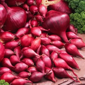 100 Onion Bulbs for Planting, Bulbing Onion Seeds, Onion Bulbs for Planting, Onion Sets, Bulk Onion Sets, Red Onion Bulbs