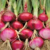 100 Onion Bulbs for Planting, Bulbing Onion Seeds, Onion Bulbs for Planting, Onion Sets, Bulk Onion Sets, Red Onion Bulbs