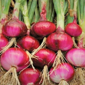 100 Onion Bulbs for Planting, Bulbing Onion Seeds, Onion Bulbs for Planting, Onion Sets, Bulk Onion Sets, Red Onion Bulbs