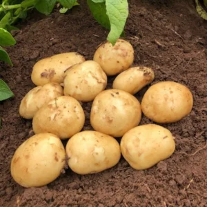 2 Pound Seed Potatoes, Potato Seeds For Planting, Seed Potatoes For Fall Spring Planting , Seed Potatoes For Planting, Potato Seeds, Yukon Potatoes