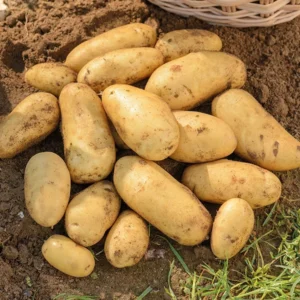 2 Pound Seed Potatoes, Potato Seeds For Planting, Seed Potatoes For Fall Spring Planting , Seed Potatoes For Planting, Potato Seeds, Yukon Potatoes