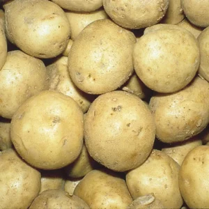 2 Pound Seed Potatoes, Potato Seeds For Planting, Seed Potatoes For Fall Spring Planting , Seed Potatoes For Planting, Potato Seeds, White Potatoes