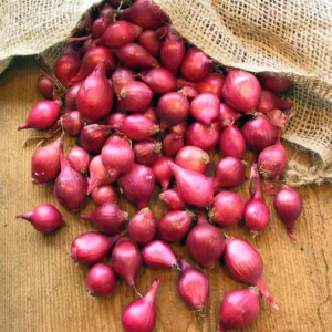 100 Onion Bulbs for Planting, Bulbing Onion Seeds, Onion Bulbs for Planting, Onion Sets, Bulk Onion Sets, Red Onion Bulbs