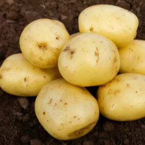 2 Pound Seed Potatoes, Potato Seeds For Planting, Seed Potatoes For Fall Spring Planting , Seed Potatoes For Planting, Potato Seeds, White Potatoes