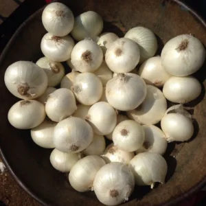 100 Onion Bulbs for Planting, Bulbing Onion Seeds, Onion Bulbs for Planting, Onion Sets, Bulk Onion Sets, White Onion Bulbs