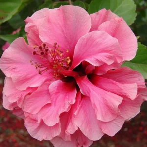 Hibiscus Plants Live, Hardy Hibiscus Plants Live, 6 to 8 Inch Tall, Tropical Hibiscus Plant, Hibiscus Tree Live Plant, Hibiscus Flower No Pot, Double Pink Bloom With Dark Eye